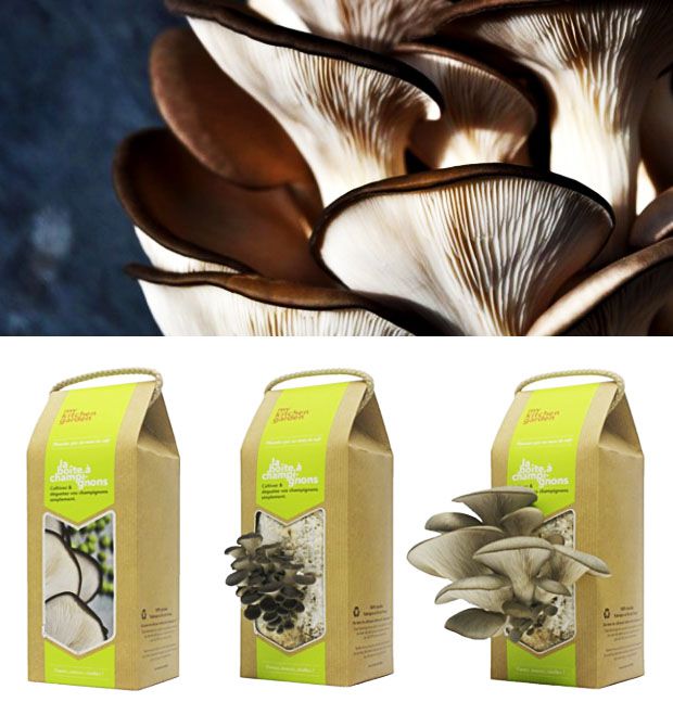 Comment faire pousser des champignons avec du marc de café ? [Tuto]